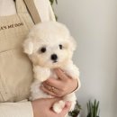 이마트24광주봉선점 | 광주강아지 이쁜 아이들이 있는 광주강아지 마마스미독 24시 광주봉선점 후기