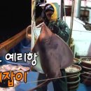 흑산도홍어 이미지