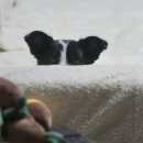 기영 | 아산 포포스레스큐 강아지 임시보호 후기-기영(7)-종료