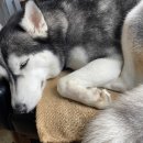 욜로하 하우스 이미지