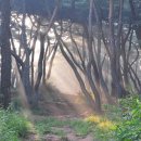 숲속아침 이미지