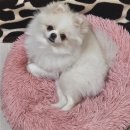 그루비멍 이미지