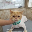 이개내고양이 이미지