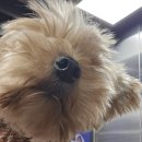 왕십리조은동물병원 이미지