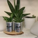 플랜테리어 홈가드닝 이미지