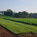 야콘부부농장 이미지