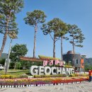 거창 창포원=국화꽃 "45,000본 국화꽃밭 지금도 절정 이미지