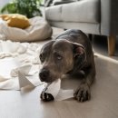 카인드독 이미지