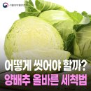 양배추는 어떻게 씻어야 할까?🥬 이미지