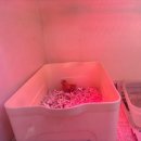 새들유치원 | 아이와 가볼만한곳 버드파크 추천! 가족 여행 코스 데이트 2편(실내 별관·야외 미니 동물원) 솔직후기