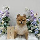 더 아름답개 이미지