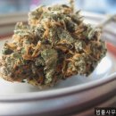 하랑법률사무소 | 개인회생 법률사무소 하랑 빚 걱정 끝낸 진짜 후기