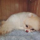 창원애견호텔 강아지유치원 애견미용 맘바이 창원점 | 일산애견호텔 맘바이 일산점 후기