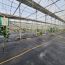 용무농장 이미지