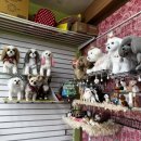 서재 흰둥이네 이미지