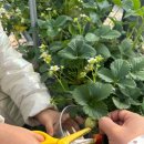 꼭지내농장 이미지