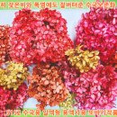 수국과안개꽃 카카오 검색결과