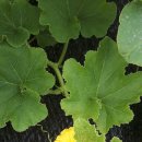 [판매시작]청정함평 미니 단호박 주문받습니다.(택배비포함) 이미지