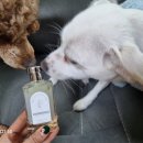 스위트왈왈 | 강아지 향수로 반려동물 특유의 비릿내 제거하세요