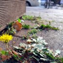 파리바게트 앞 이미지