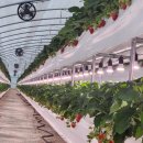 세광농장 | [식물등]빛 부족만 잡아도 달라진다. 딸기 하우스가 태양벨식물등을 찾는 이유