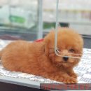 야옹아멍멍해봐 장유점 이미지