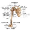 상지골
