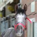 왕자볼트 이미지