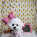 광릉내 애견 이미지