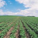 농지목장 이미지