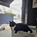 심바동물병원 이미지