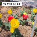 튤립 구근. 겨울 직전에 심기 VS 2월에 심기. 이미지