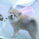 내 품안의 반려견(강서점) 이미지