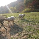 한영목장 이미지