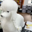 용문 애견 이미지