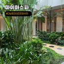 남관리 | 베트남 다낭 퓨전리조트 스파 시간 예약방법 마이아스파 이용 후기