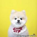 멍멍펫스토어 이미지