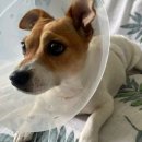 동물병원예지 이미지