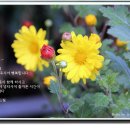원곡 Daum카페