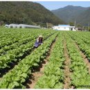 강원도 고냉지 맛있는 절임배추 예약 주문 받아요. (대폭가격인하) 이미지