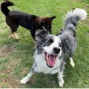 댄싱도그 | 대형견호텔링 _ 댄싱도그 💃🐶