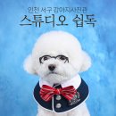 [인천 서구 강아지사진관]강아지 하이틴 사진을 찍을 수 있는 스튜디오쉽독 솔직후기