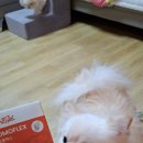 꼬모 | 꼬모펫 체험 후기!!