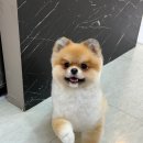 꿈의 애견미용 이미지