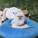 분양리더 | 정읍강아지분양 절차와 후기
