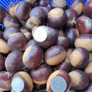 🌰✨밤 소백산깊은산골 탄탄 밤 사이소 이미지