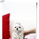 루루퍼피 이미지