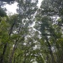 안경매너져 평화점 | [보홀/Day4] 출국날은 육상투어 / 안경원숭이랑 초콜릿힐 구경 / 맛집 추천 몬스터크랩