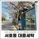 대륜동-4 | 2026 제주 벚꽃 시기 서귀포 벚꽃 여행 대륜세탁 실시간 개화상황