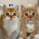 10~11월 사진일기 (꿀단지, 이미스모자, 백스트리트피자, 단발 빈티지펌, 우민누 핸드크림)